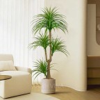 Cây huyết dụ 4 đầu _ 180cm